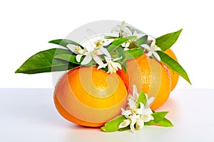 Oranges with orange blossom flowers on white