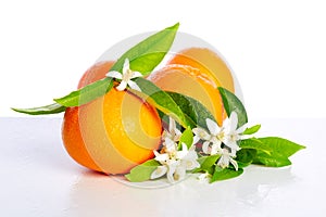 Oranges with orange blossom flowers on white