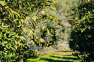 Oranges orchard with fresh organic juicy ripe citrus fruits hanging growing on a tree branch. Green scenic walkway path