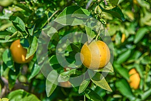 oranges ripen in an orange garden in the Mediterranean 10