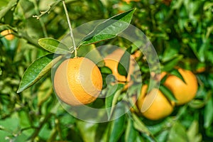 oranges ripen in an orange garden in the Mediterranean 11