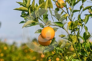 oranges ripen in an orange garden in the Mediterranean 12