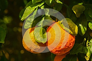 oranges ripen in an orange garden in the Mediterranean 2