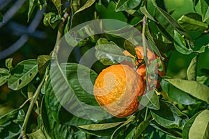 oranges ripen in an orange garden in the Mediterranean 20