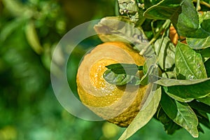 oranges ripen in an orange garden in the Mediterranean 23