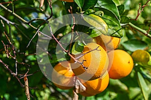 oranges ripen in an orange garden in the Mediterranean 3