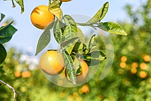 oranges ripen in an orange garden in the Mediterranean 4