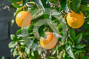 oranges ripen in an orange garden in the Mediterranean 5