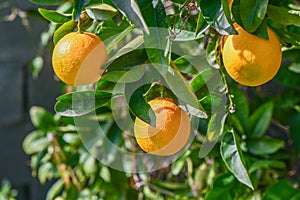 oranges ripen in an orange garden in the Mediterranean 6