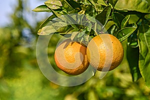 oranges ripen in an orange garden in the Mediterranean 8