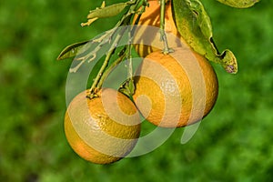 oranges ripen in an orange garden in the Mediterranean 9