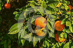 oranges ripen in an orange garden in the Mediterranean1
