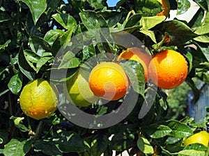 Oranges Ripening on Tree