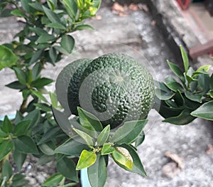 Oranges are round orange-coloured fruit that grow on a tree