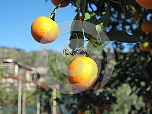 Oranges