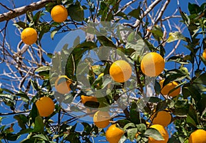 A oranges tree on blue sky background