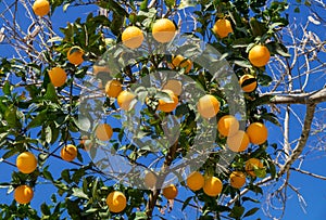A oranges tree on blue sky background