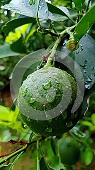 Oranges that are still green indicate the ripeness of the orange