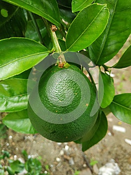 oranges that are still unripe and unfit for harvesting