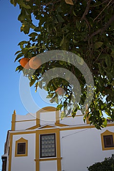 Oranges in the street in Nerja, a sleepy Spanish Holiday resort on the Costa Del Sol near Malaga, Andalucia, Spain, Europe