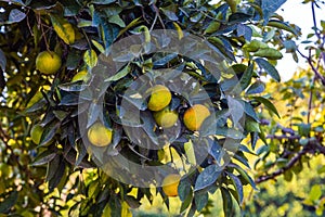 oranges and tangerines on a tree in turkey