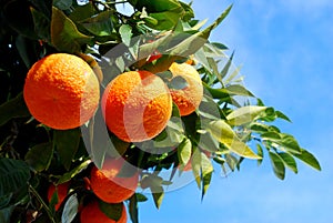 Oranges On A Tree