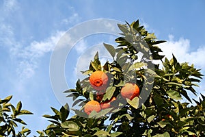 Oranges tree