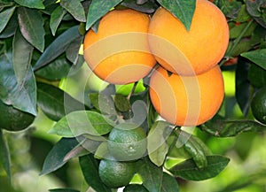 Oranges On A Tree
