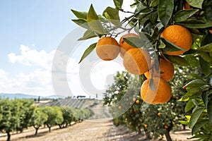 Oranges On A Tree