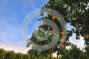 Blossom Orange tree.