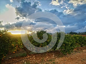 Oranges trees of the mediterranean