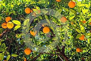 Oranges on the trees in Valencia, Spain