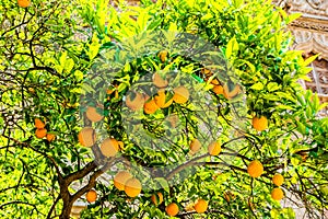 Oranges on the trees in Valencia, Spain