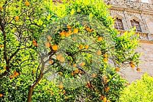 Oranges on the trees in Valencia, Spain