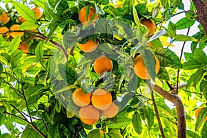 Oranges on the trees in Valencia, Spain