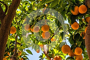 Oranges on the trees in Valencia, Spain