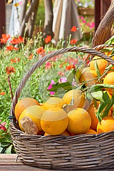 Oranges in a trug in sunshine outdoors.