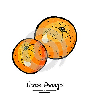 Oranges vector isolated. Whole orange, mandarin, tangerine, grapefruit. Fruit collection hand drawn. Sweet citrus food