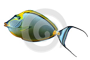 Orangespine unicornfish