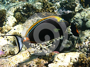Orangespine unicornfish
