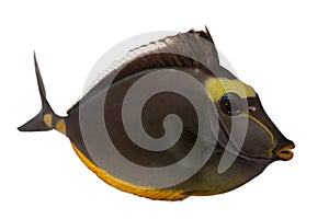 Orangespine unicornfish, Naso lituratus photo