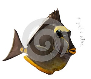 Orangespine unicornfish, Naso lituratus photo