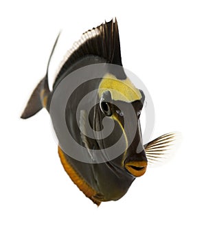 Orangespine unicornfish, Naso lituratus photo