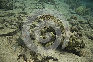 Orangespot Surgeonfish in Coral Reef photo