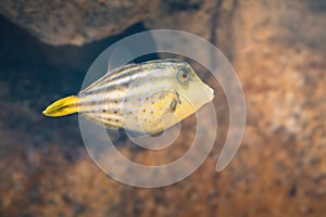 Orangespotted Filefish - Marine fish