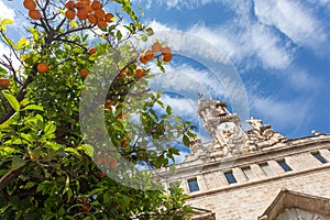 Orangetree in Valencia on a beautiful day