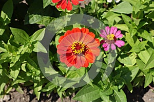 Orangey red flower of Zinnia elegans in August photo