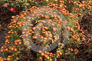 Orangey red and yellow flower heads of Chrysanthemum