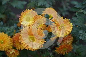 Orangey yellow flowers of Chrysanthemum