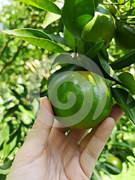 An orangeâ€‹ inâ€‹ aâ€‹ farmers hand